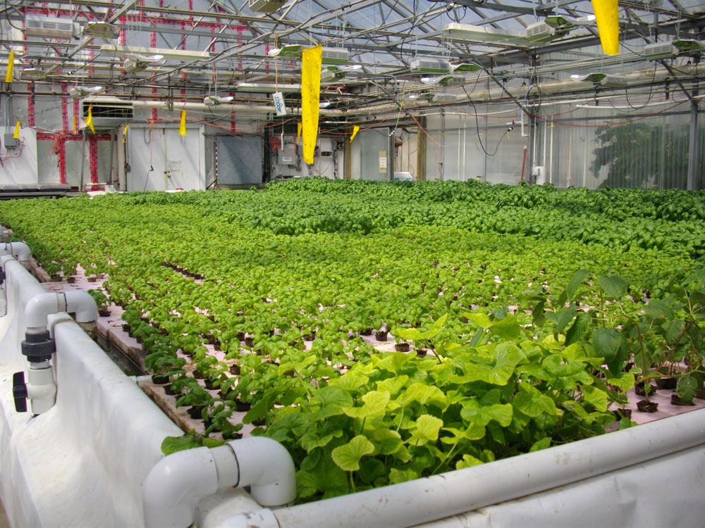 ecoindustries-hydroponics.jpg